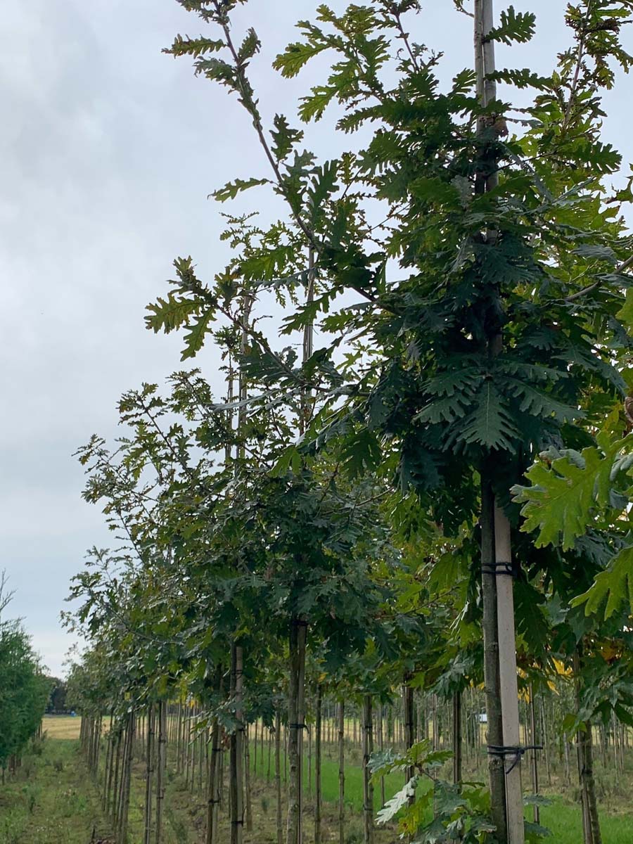 Quercus frainetto op stam kroon