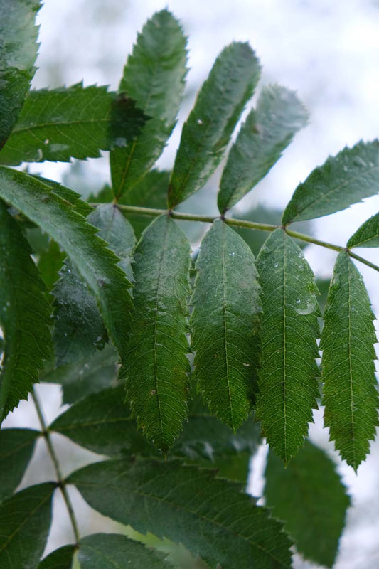 Sorbus domestica op stam blad