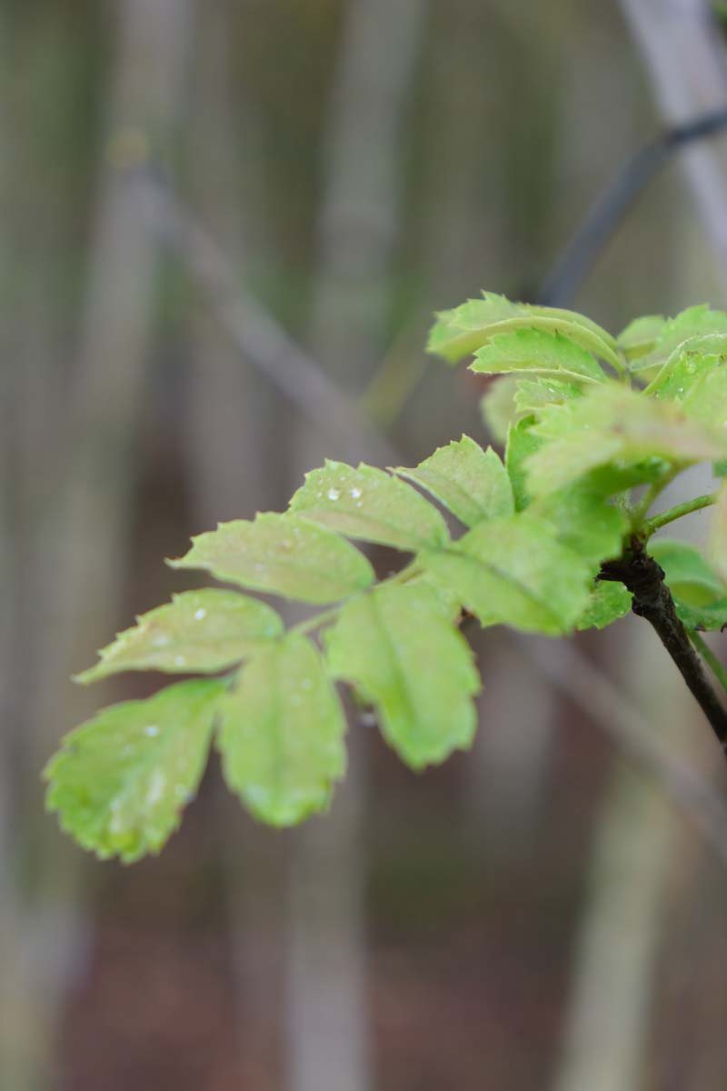 Sorbus domestica op stam blad