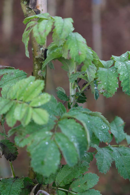 Sorbus domestica Tuinplanten blad