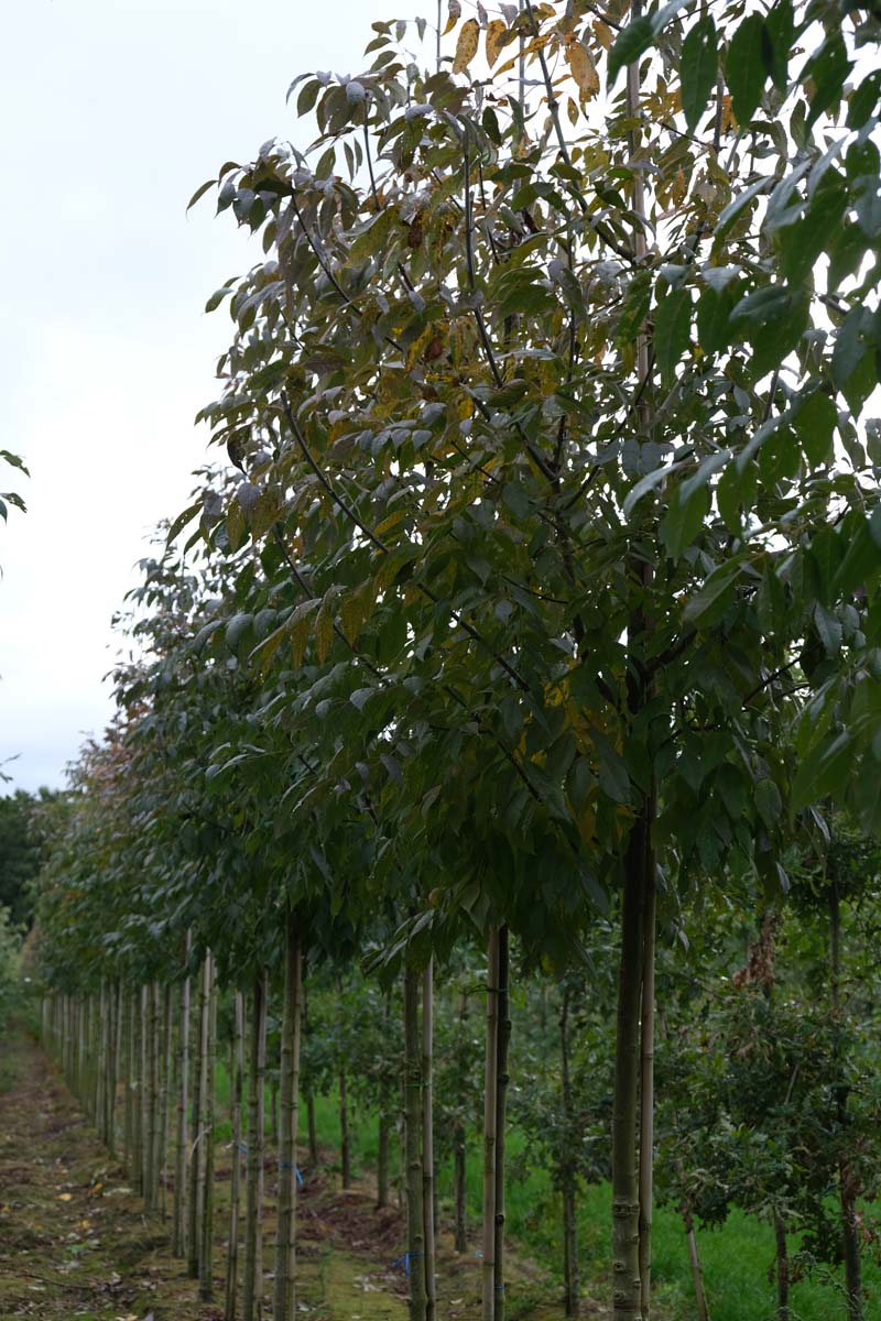 Fraxinus americana 'Skyline' op stam op stam