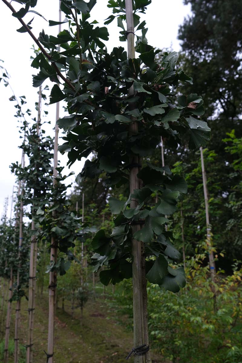 Ginkgo biloba 'Denise' op stam op stam