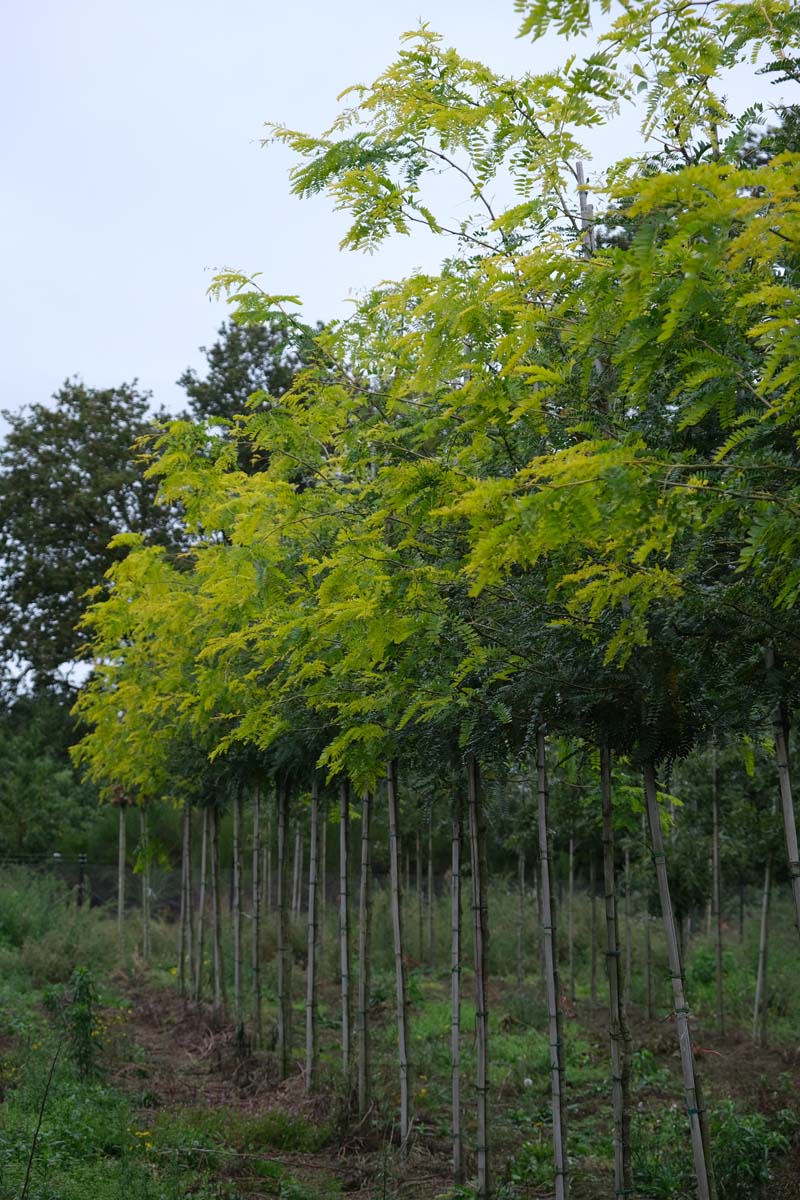 Gleditsia triacanthos 'Speczam' op stam op stam