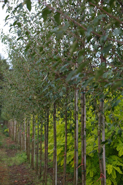 Malus toringoides op stam op stam