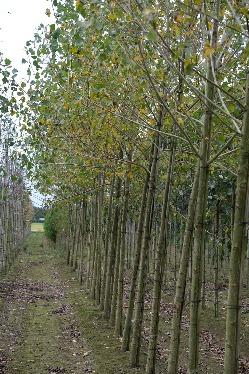 Populus nigra op stam op stam