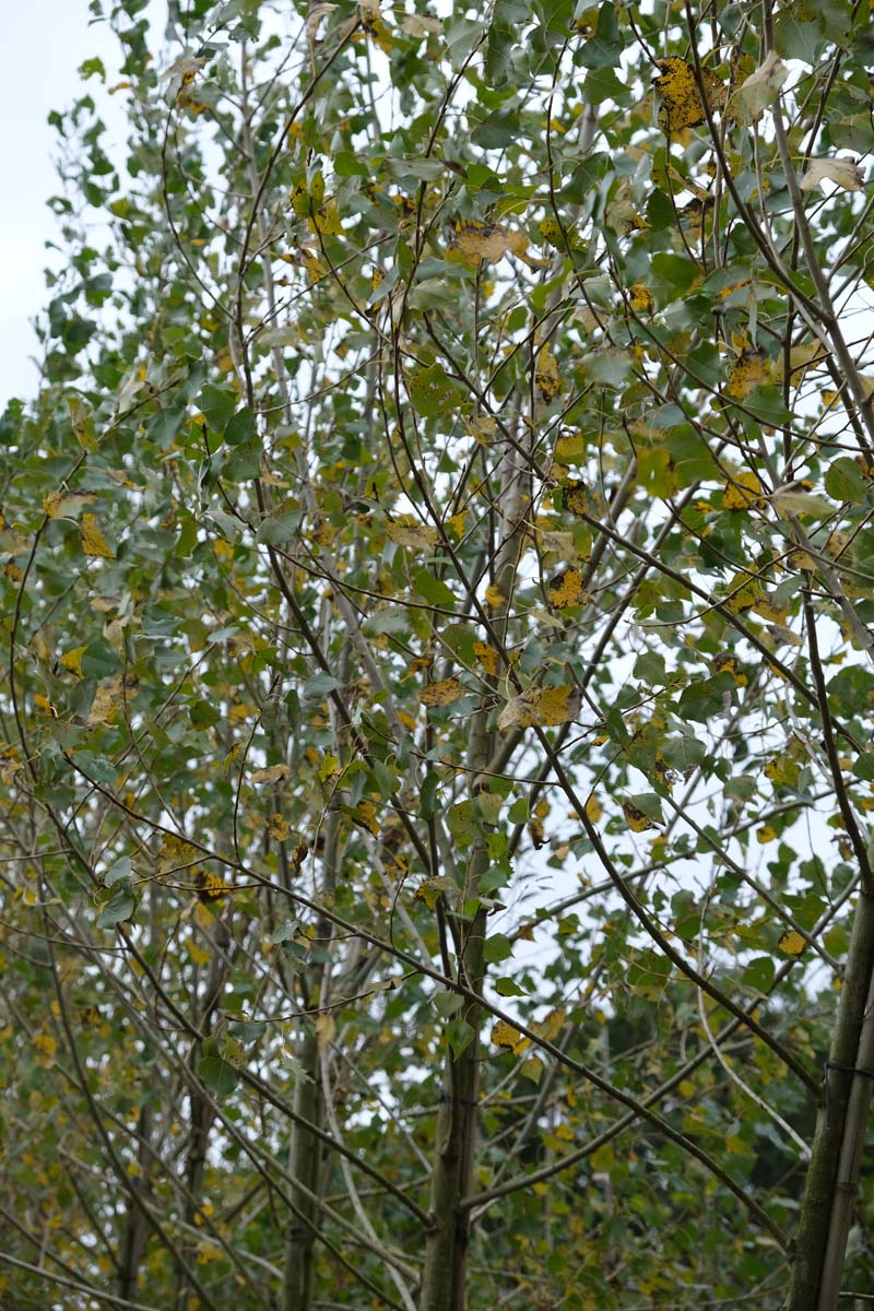 Populus nigra op stam op stam