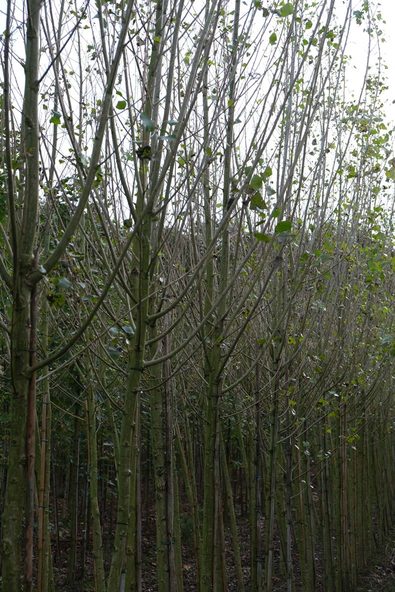 Populus nigra 'Schwarza' op stam op stam