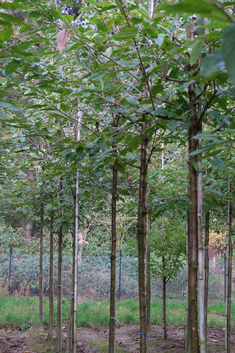 Prunus avium 'John Frost' op stam op stam