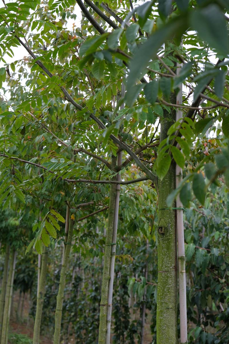 Pterocarya rhoifolia op stam op stam