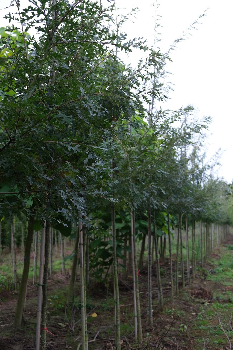 Quercus cerris 'Marvellous' op stam op stam