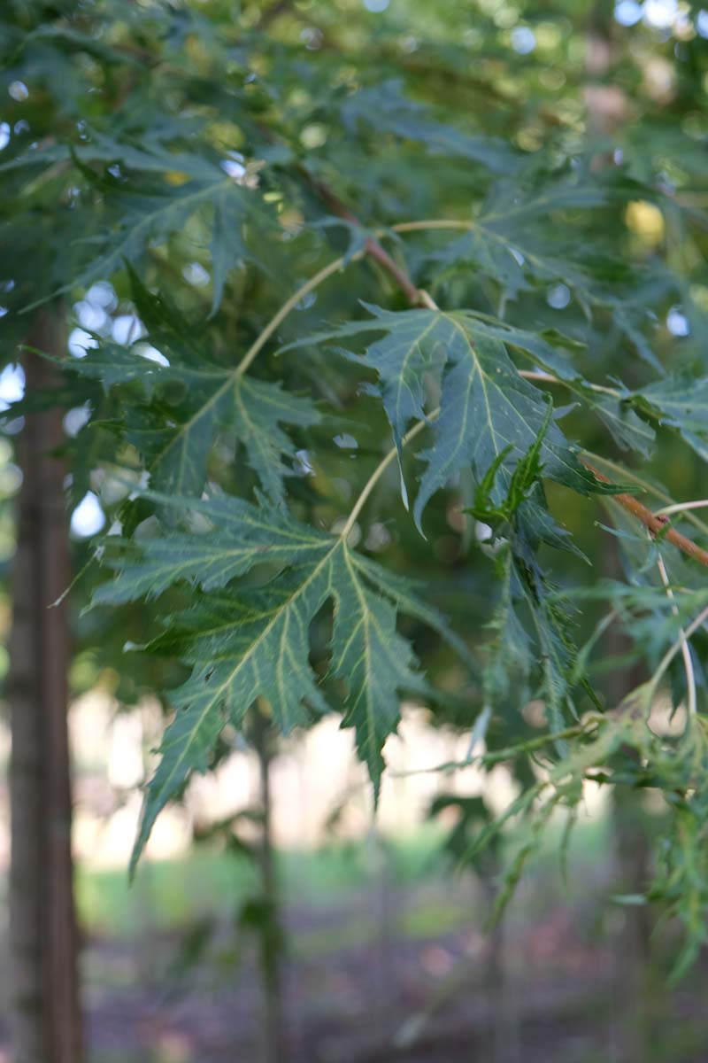 Acer saccharinum op stam blad