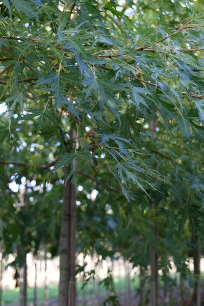 Acer saccharinum op stam twijg