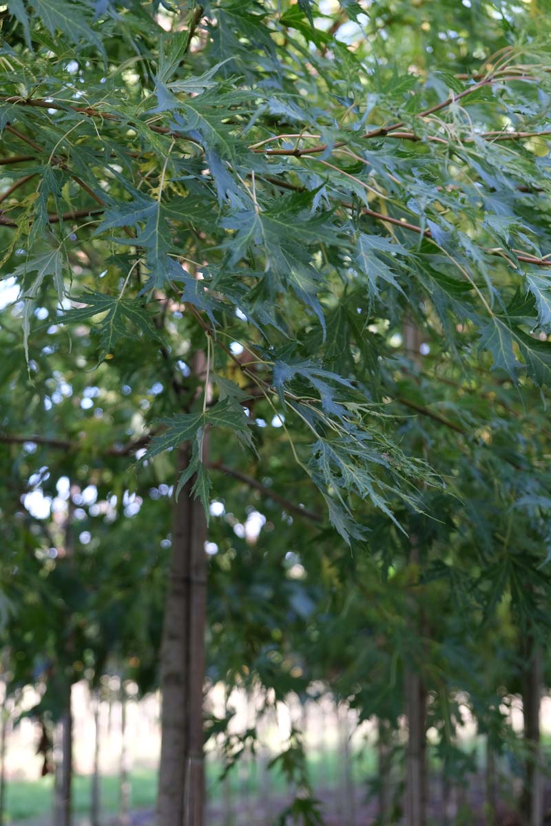 Acer saccharinum haagplant twijg