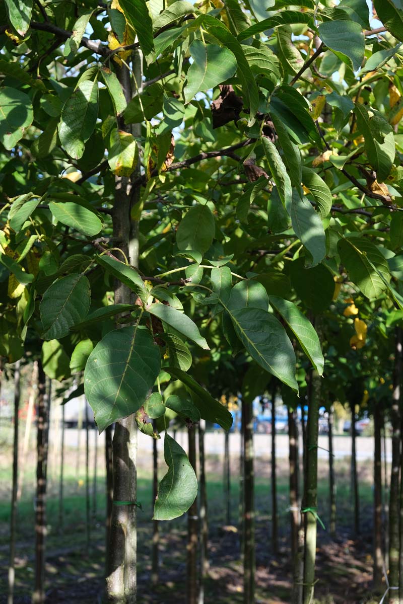 Juglans regia 'Coenen' Tuinplanten twijg