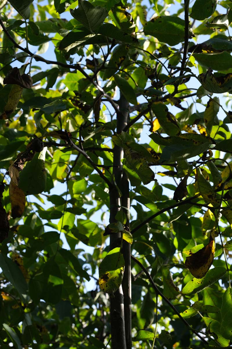 Juglans regia 'Plovdivski' Tuinplanten stam