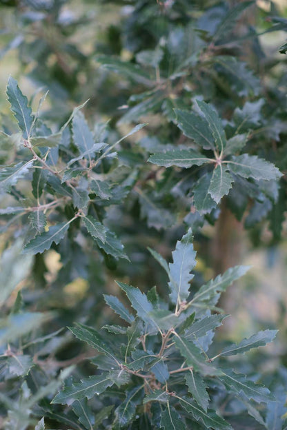 Quercus hispanica 'Fulhamensis' solitair blad