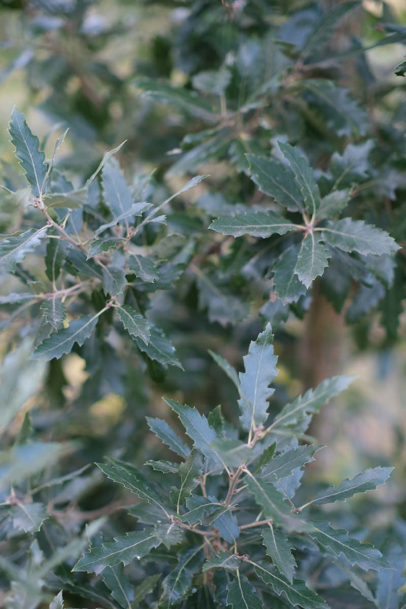 Quercus hispanica 'Fulhamensis' op stam blad