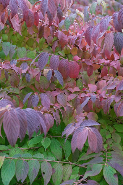 Viburnum plicatum meerstammig / struik herfstkleur