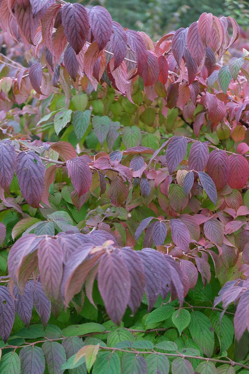 Viburnum plicatum meerstammig / struik herfstkleur