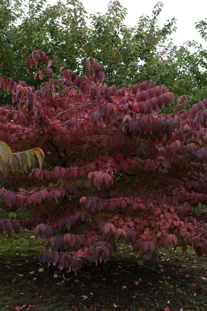 Viburnum plicatum meerstammig / struik struik