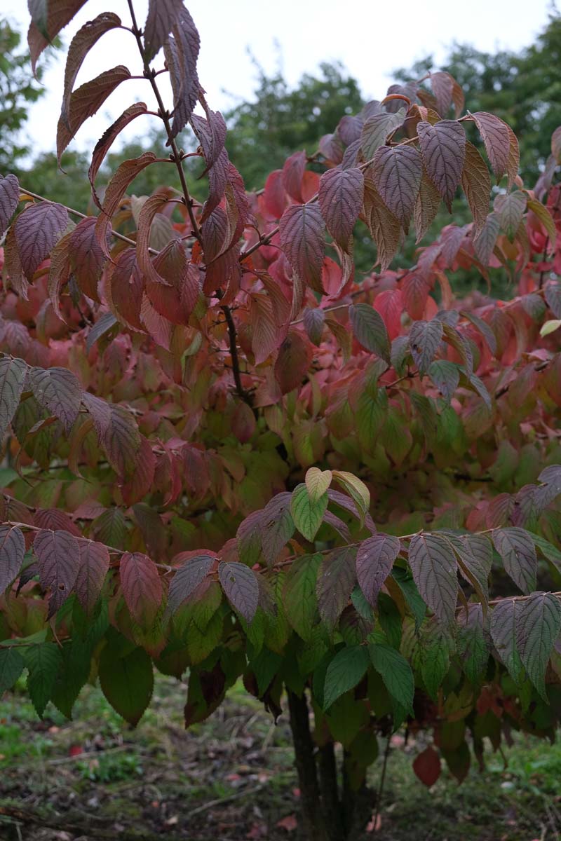 Viburnum plicatum meerstammig / struik struik