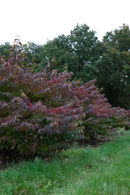 Viburnum plicatum meerstammig / struik struik