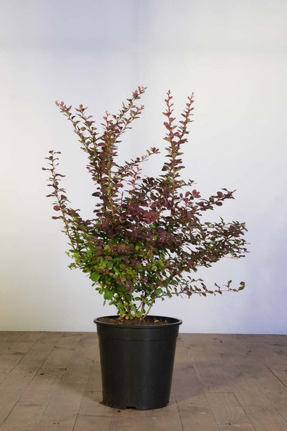 Berberis thunbergii 'Atropurpurea' Tuinplanten tuinplant