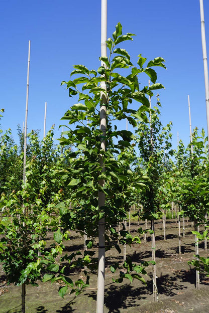 Euonymus hamiltonianus op stam op stam