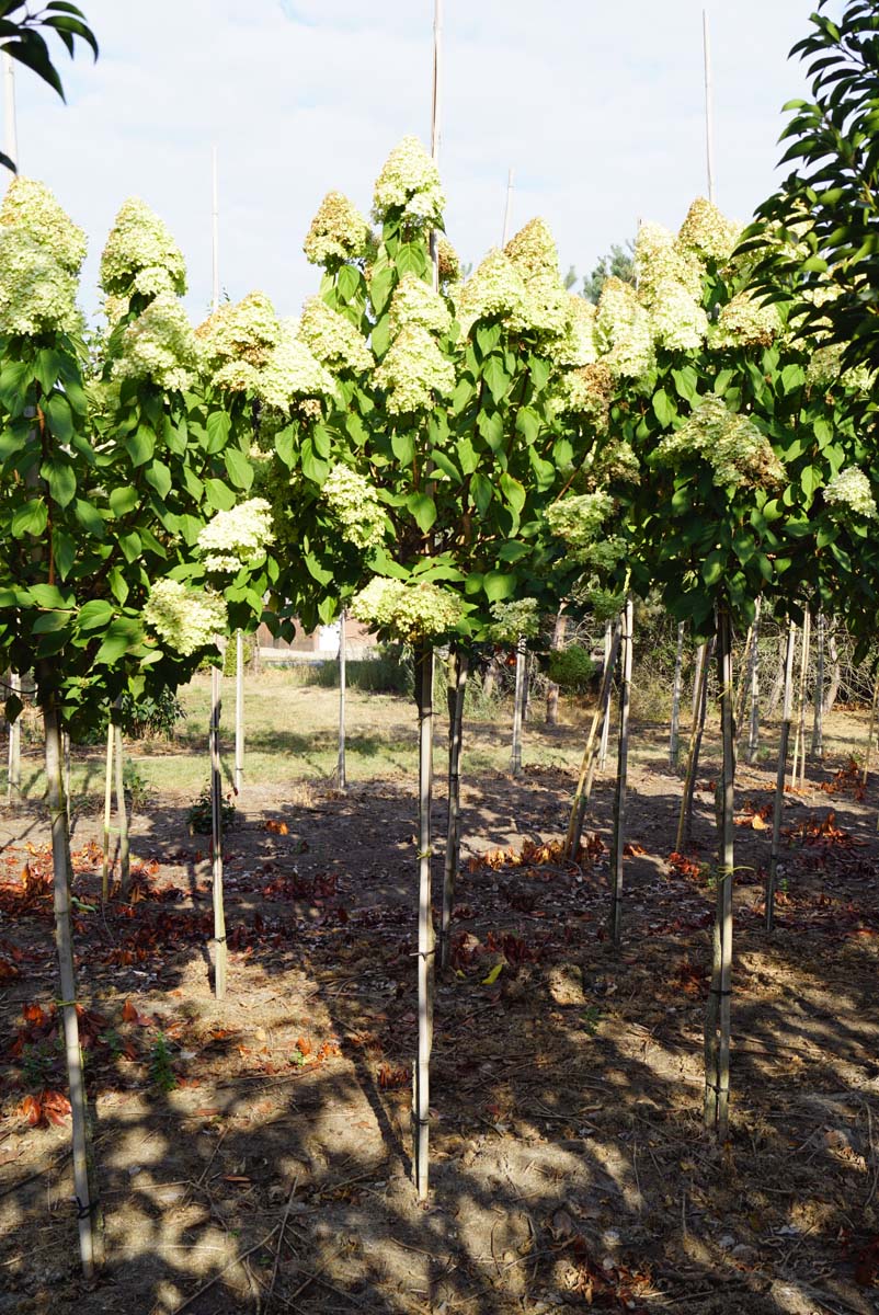 Hydrangea paniculata 'Limelight' op stam op stam