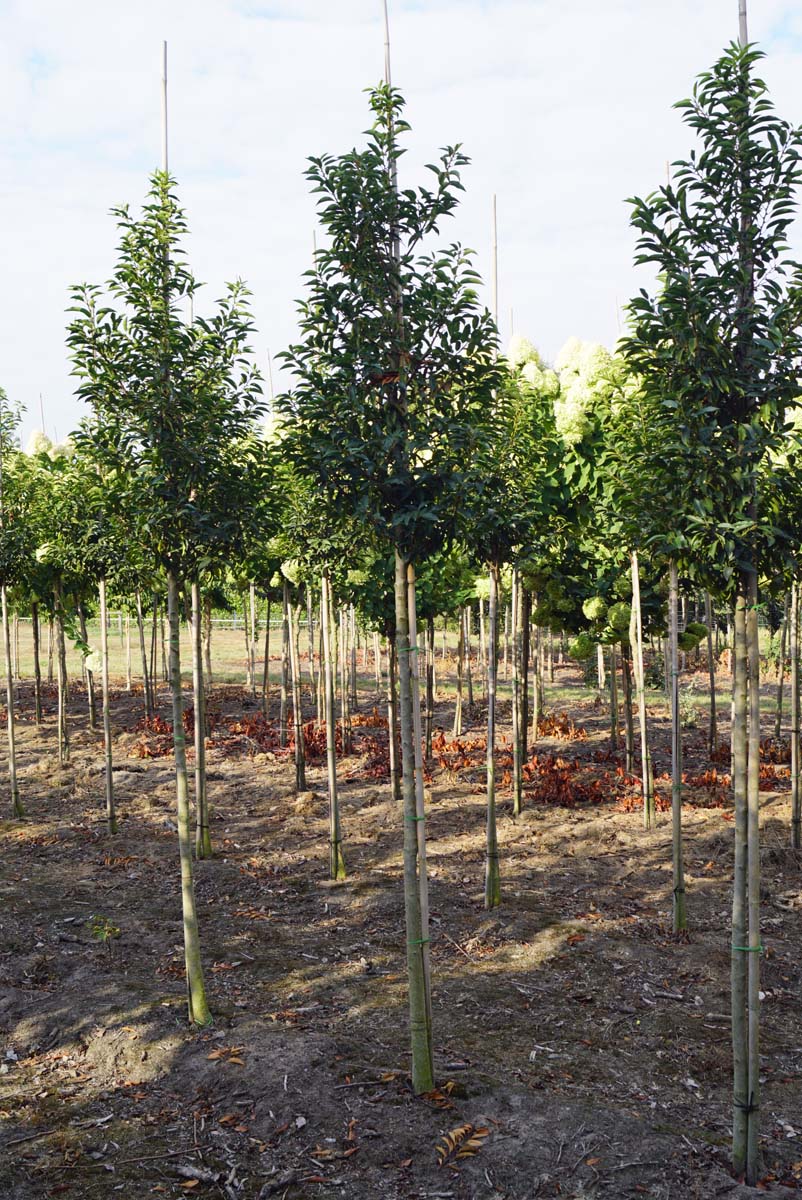 Prunus lusitanica 'Angustifolia' op stam op stam