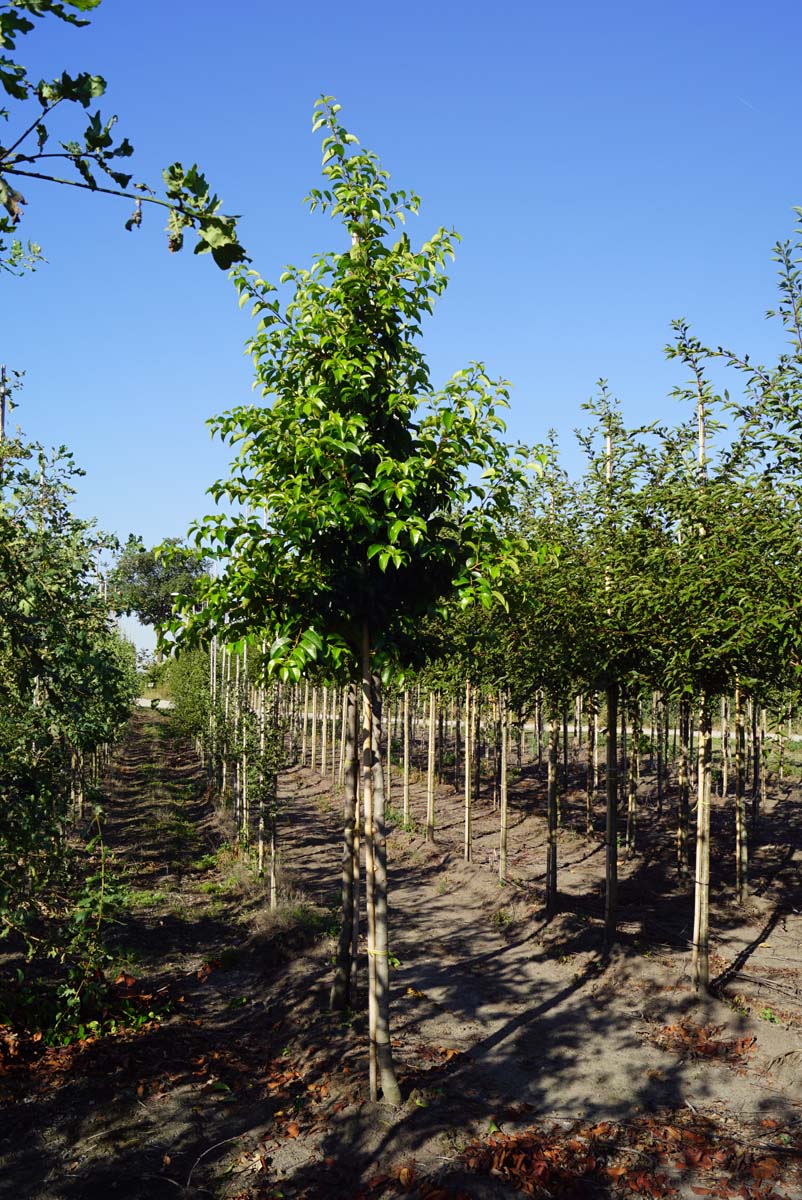 Prunus lusitanica 'Ybrazo01' op stam op stam