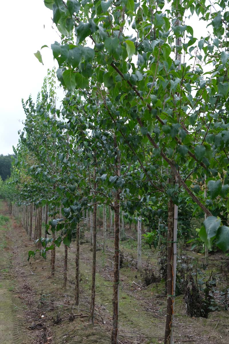 Syringa pekinensis 'Yellow Fragrance' op stam op stam