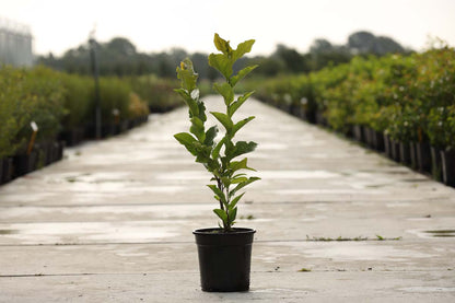 Magnolia 'Ricki' Tuinplanten tuinplanten