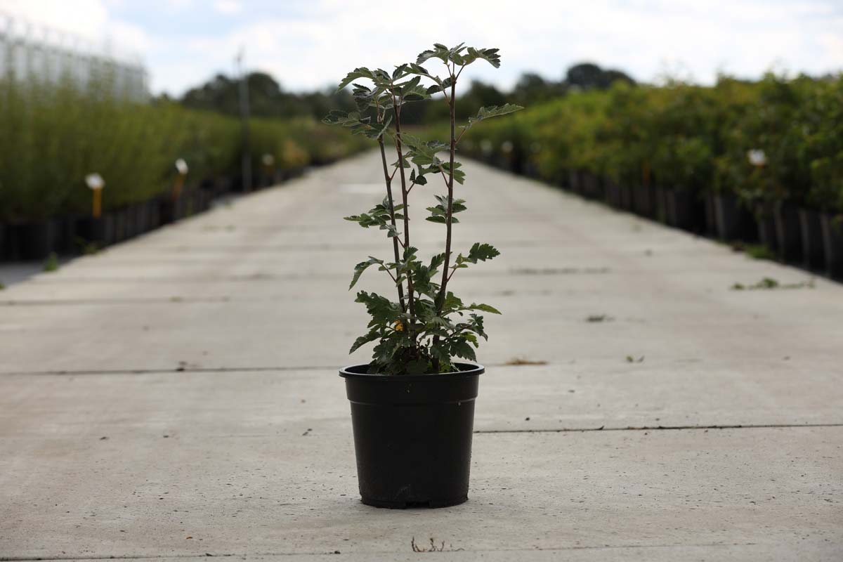 Sorbus intermedia Tuinplanten tuinplanten