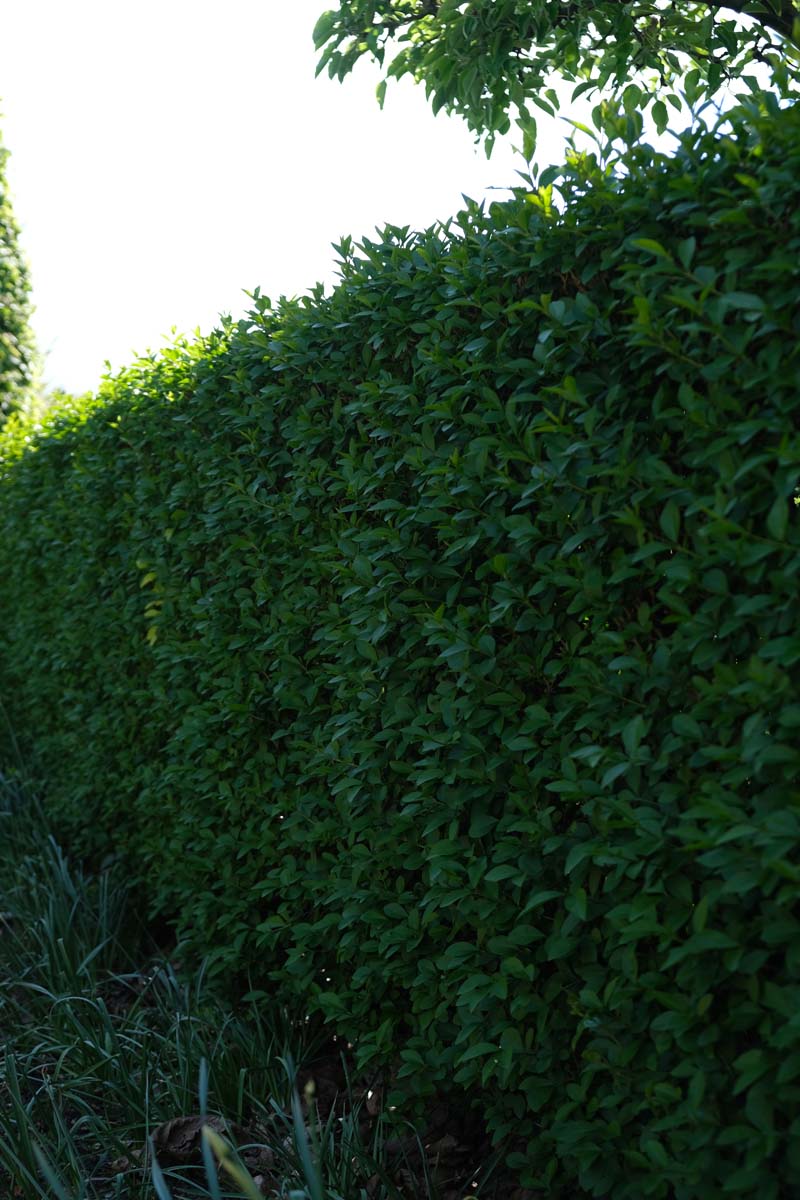 Ligustrum ovalifolium haagplant haagplant