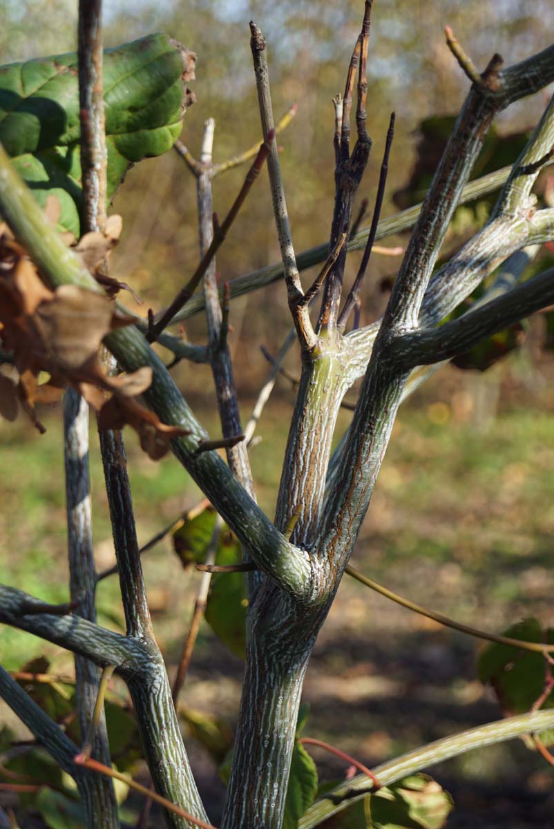 Acer capillipes Tuinplanten bast