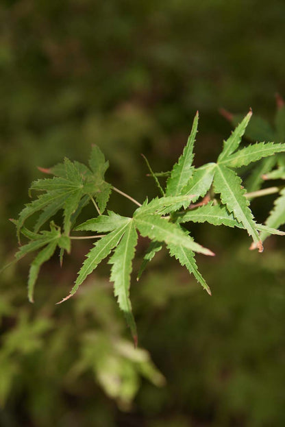 Acer palmatum op stam blad