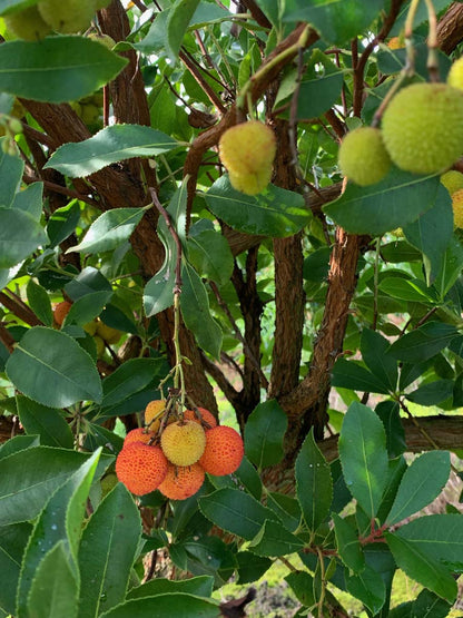 Arbutus unedo Tuinplanten vrucht