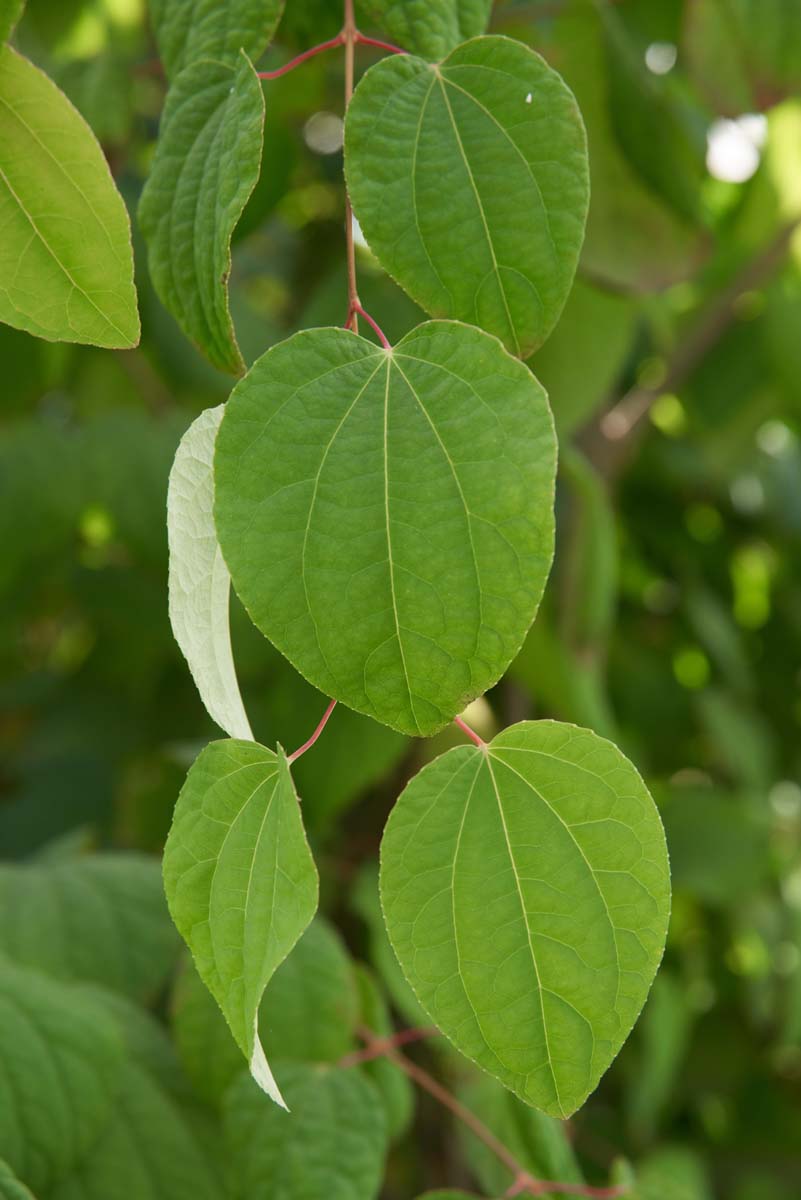 Cercidiphyllum japonicum dakboom blad