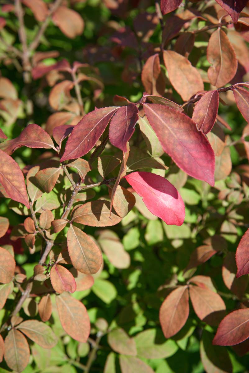 Euonymus alatus 'Compactus' solitair blad