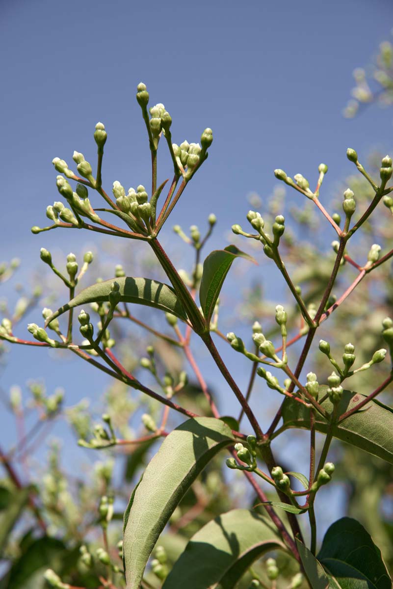 Heptacodium miconioides solitair bloem