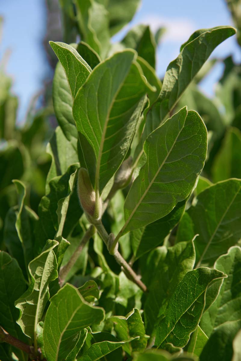 Magnolia stellata Tuinplanten blad