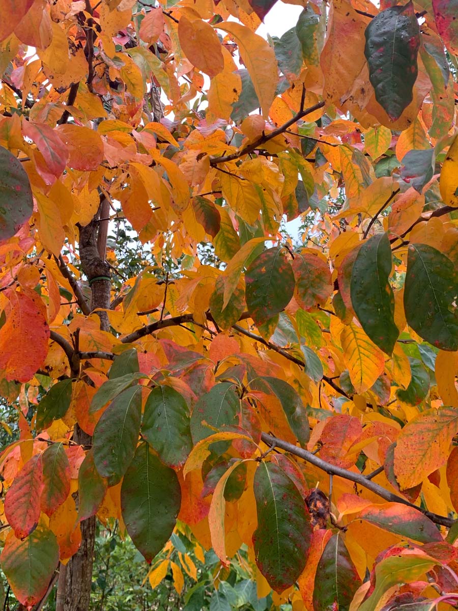 Nyssa sylvatica Tuinplanten herfstkleur