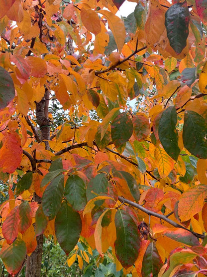 Nyssa sylvatica Tuinplanten herfstkleur