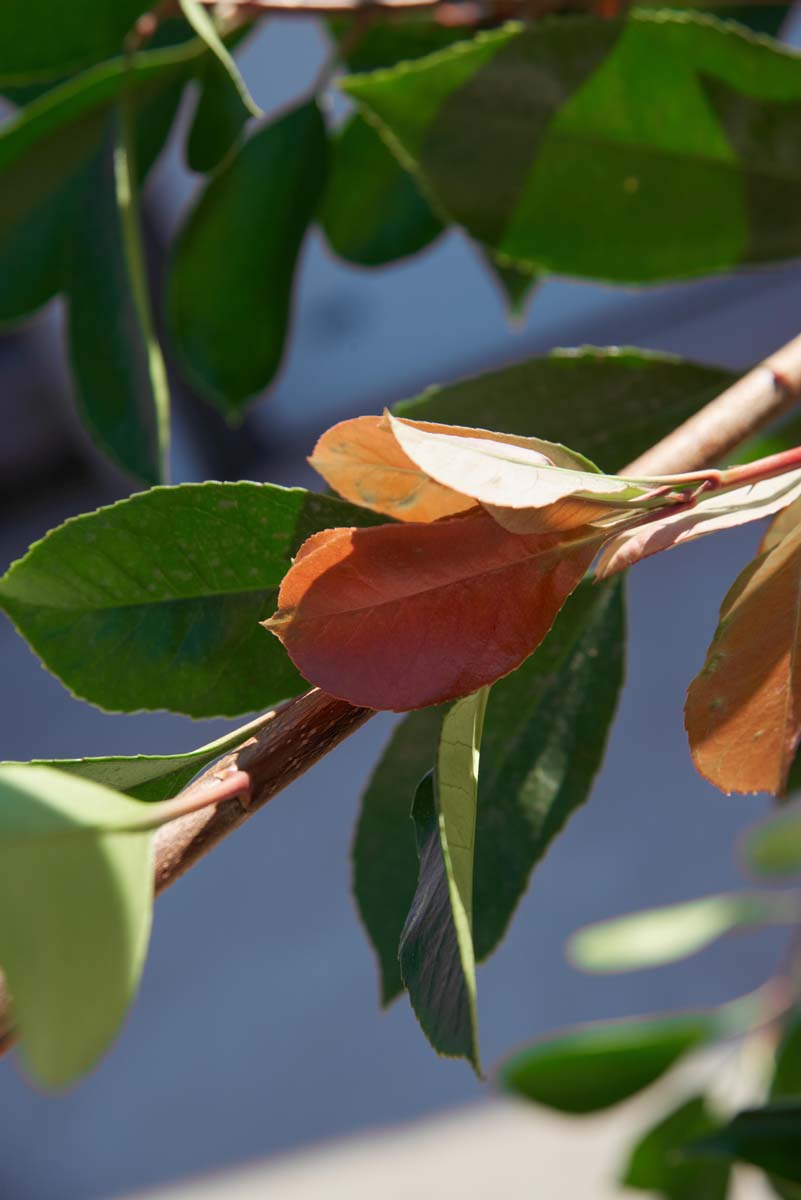 Photinia fraseri 'Red Robin' Tuinplanten blad