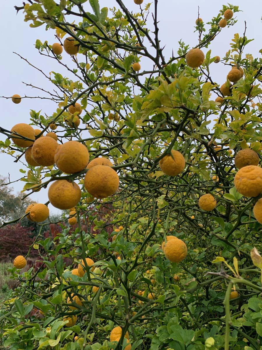 Citrus trifoliata op stam vrucht