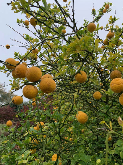 Citrus trifoliata op stam vrucht