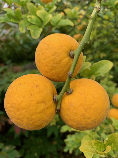 Citrus trifoliata op stam vrucht