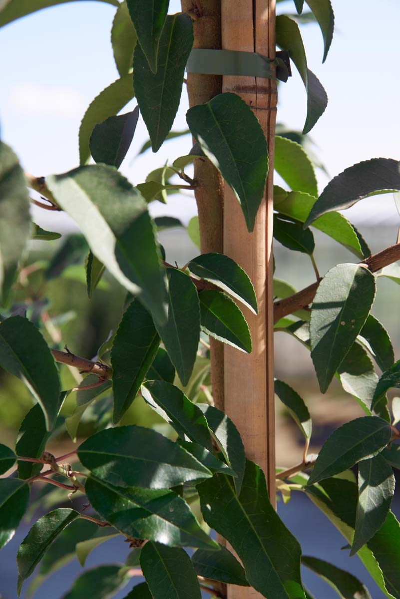 Prunus lusitanica 'Angustifolia' op stam blad