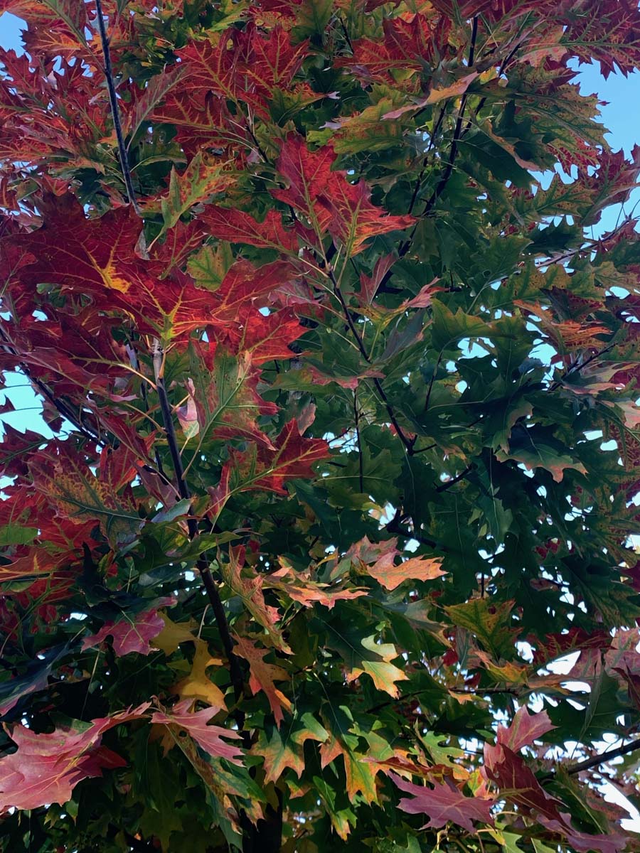 Quercus rubra solitair herfstkleur